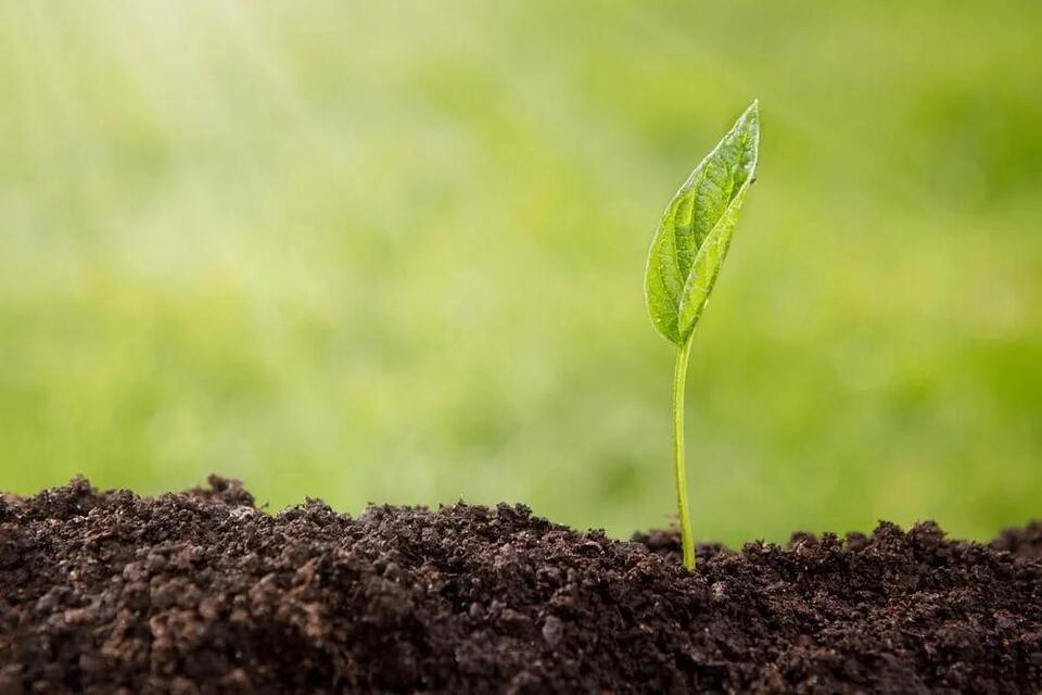 Earth’s OG Ancestor Was a Total Survivor
