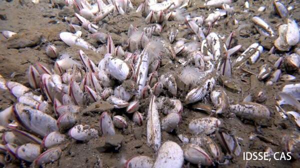 Deepest Ocean Creatures Discovered!