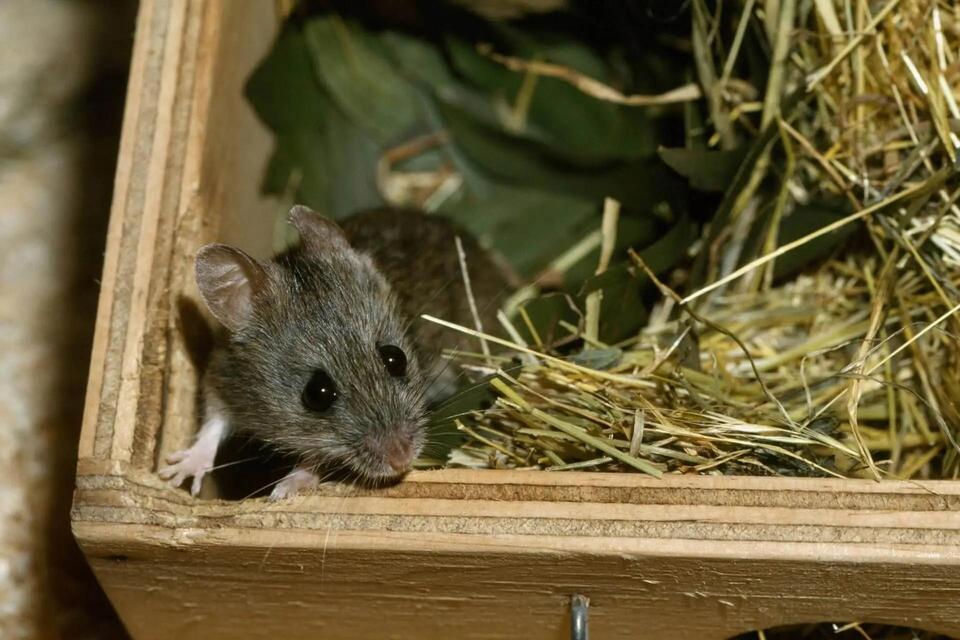Mouse Makes a Wild Comeback After 30 Years!