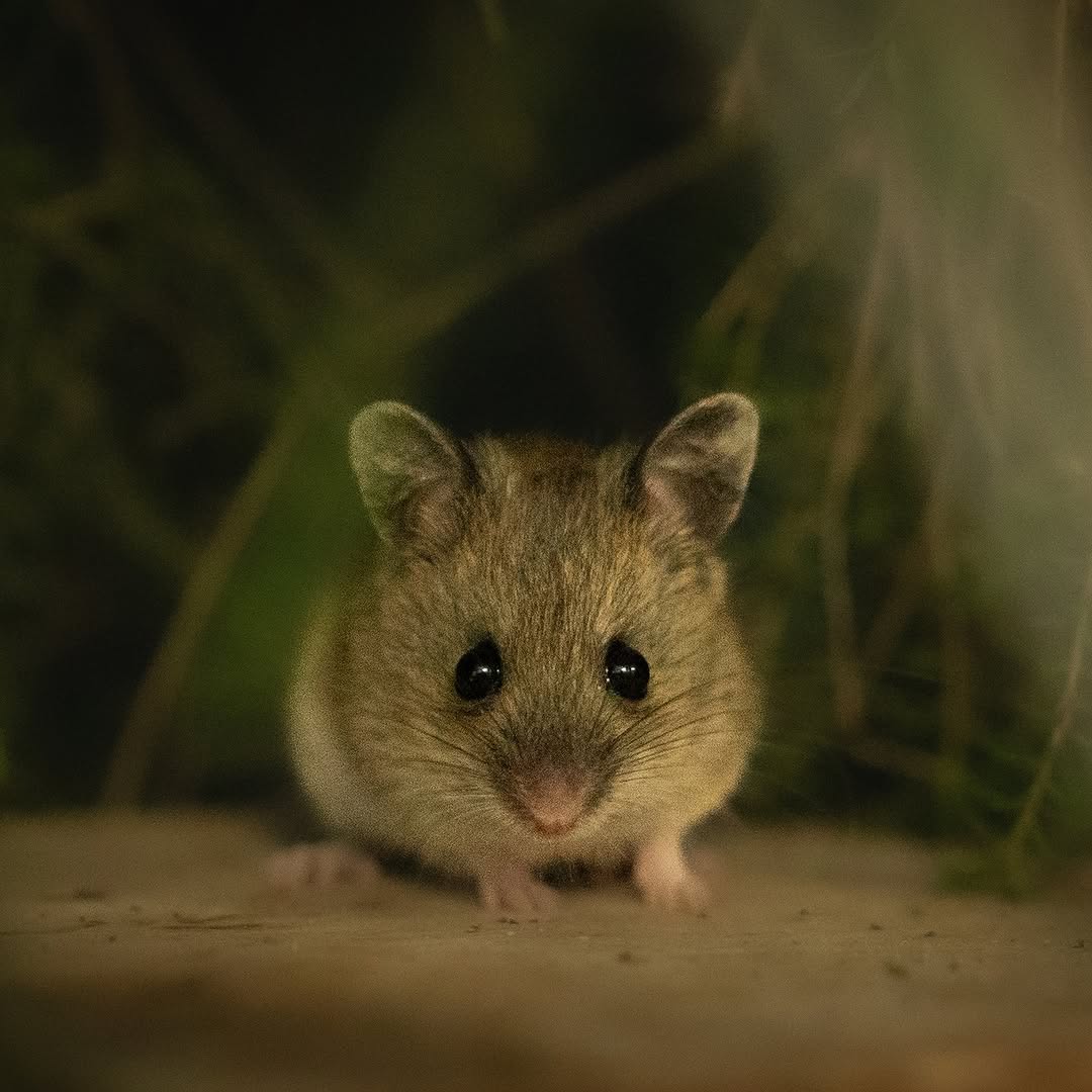 Mouse Makes a Wild Comeback After 30 Years!