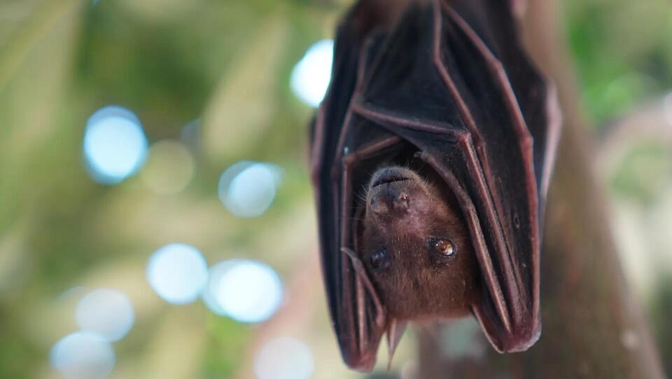 Bats are helping New Jersey fight lanternflies