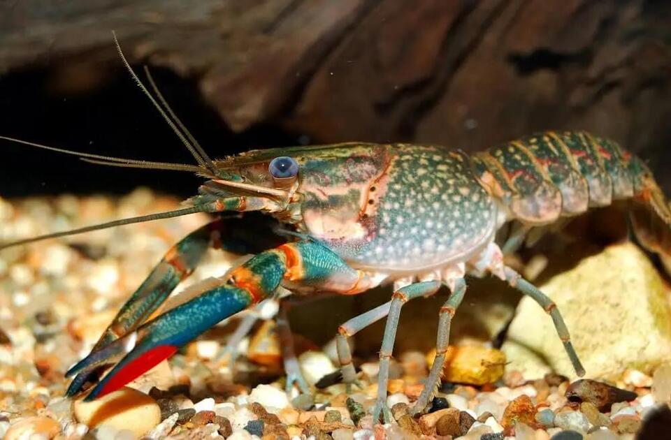 Crayfish Invasion: River Life in Peril