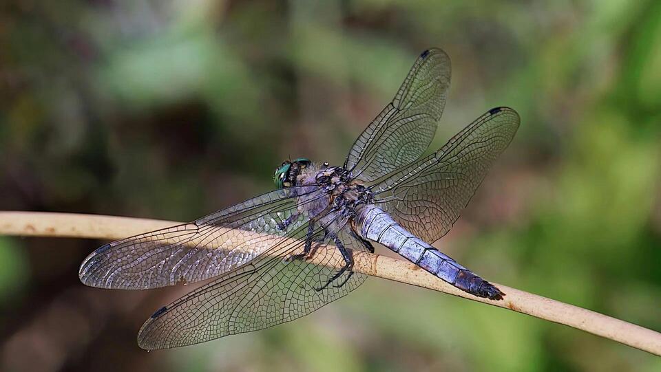 Wildlife Win: Rare Dragonfly Spotted!