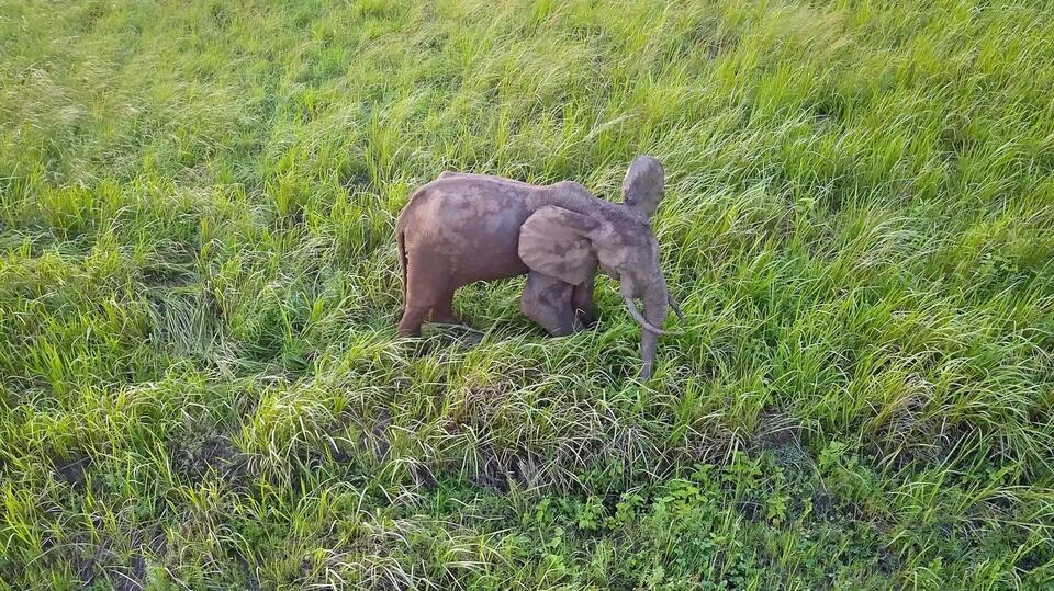 Can Drones Really Save Elephants?