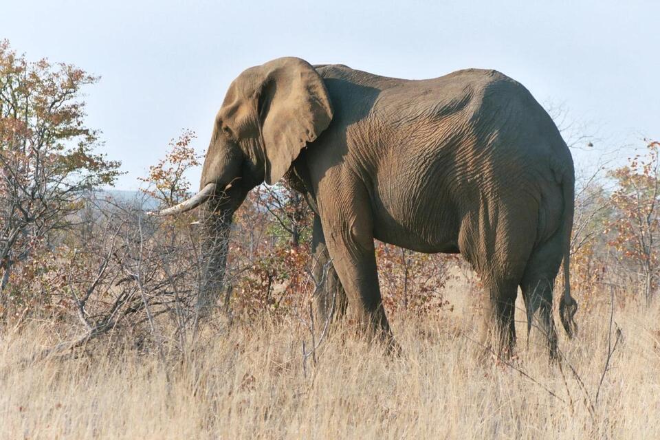 Can Drones Really Save Elephants?