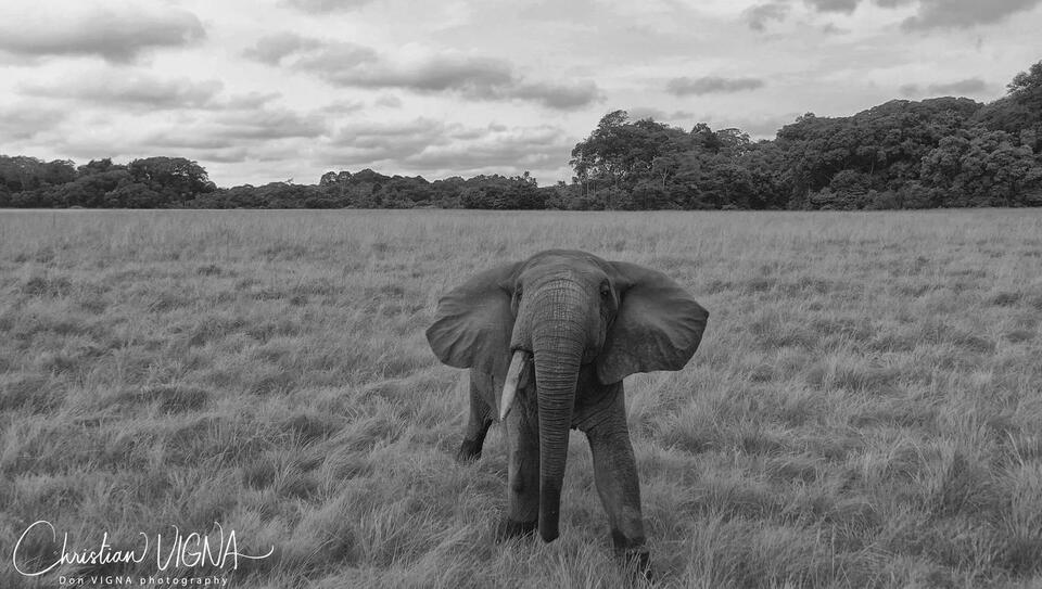 Can Drones Really Save Elephants?