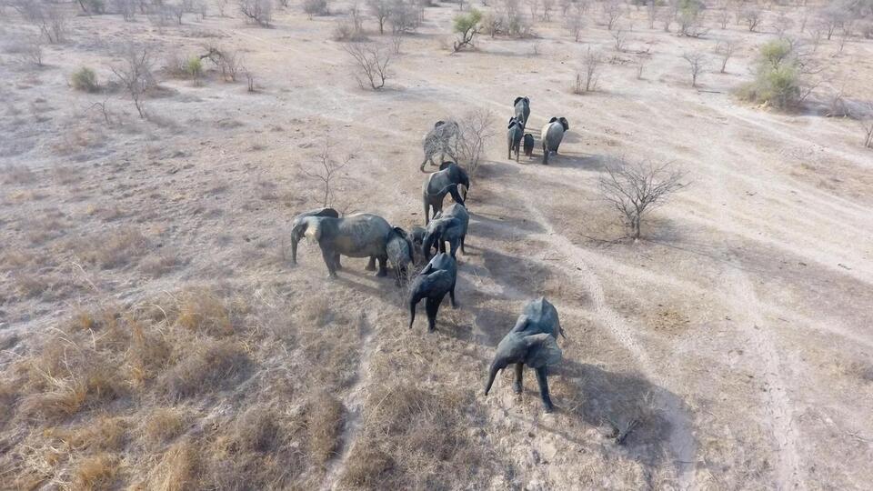 Can Drones Really Save Elephants?
