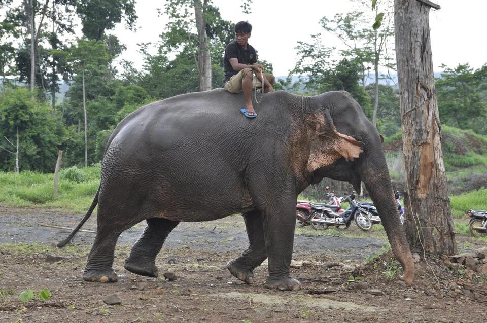 Can Drones Really Save Elephants?