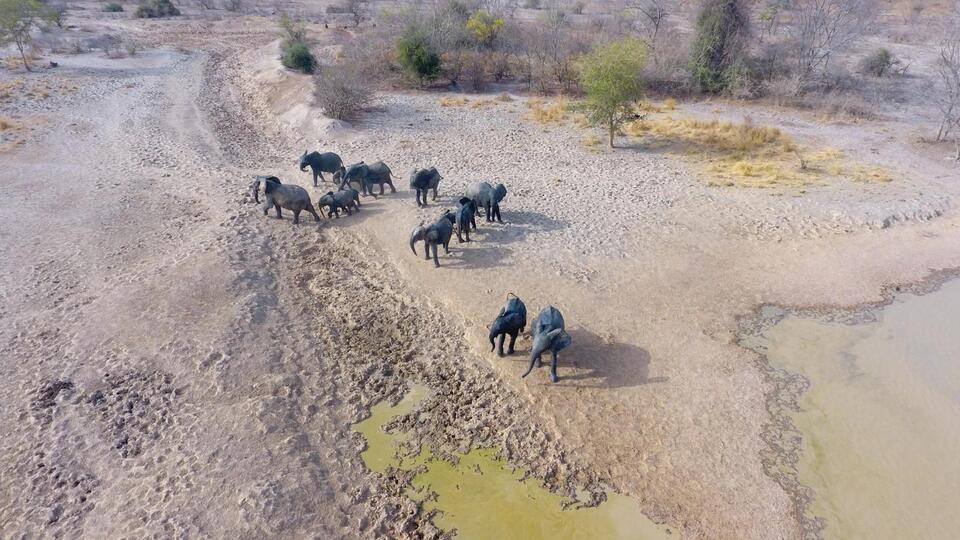 Can Drones Really Save Elephants?