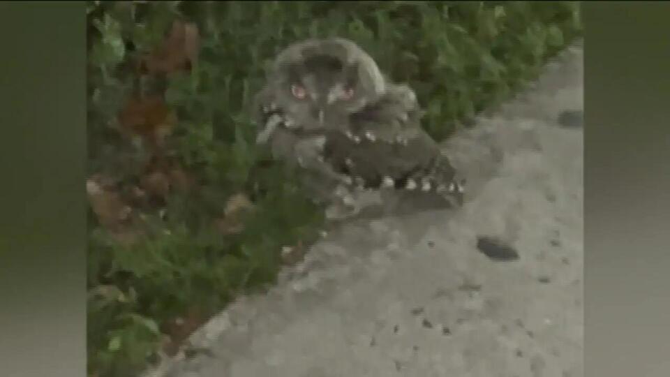 Adorable baby owl surprises West Roxbury