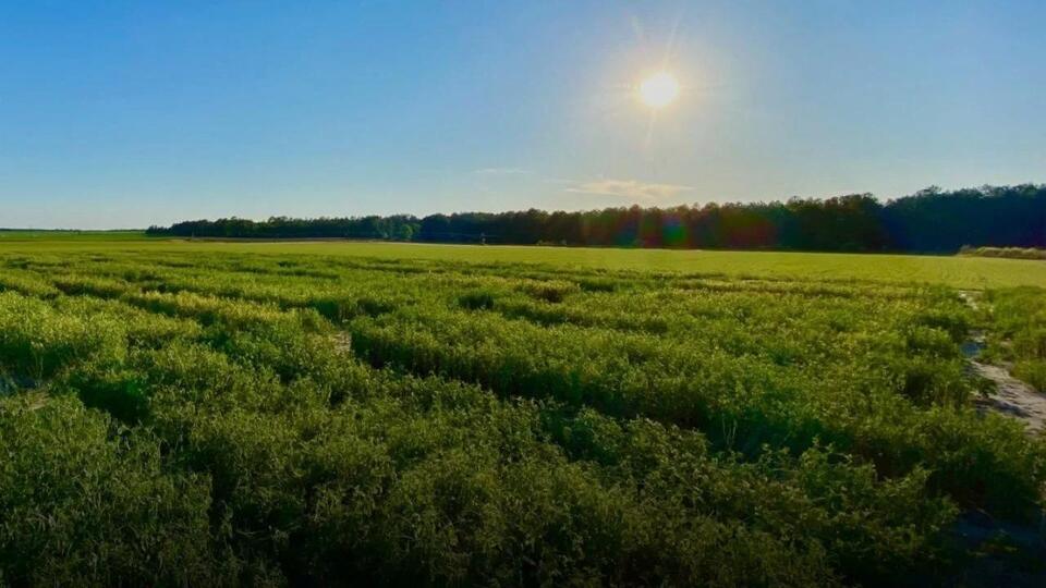 SC farmers get AI tools to beat wild weather