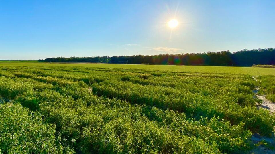 Clemson’s Farming Tech Could Change Everything