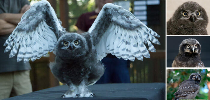 Meet Eugene’s newest baby owls!