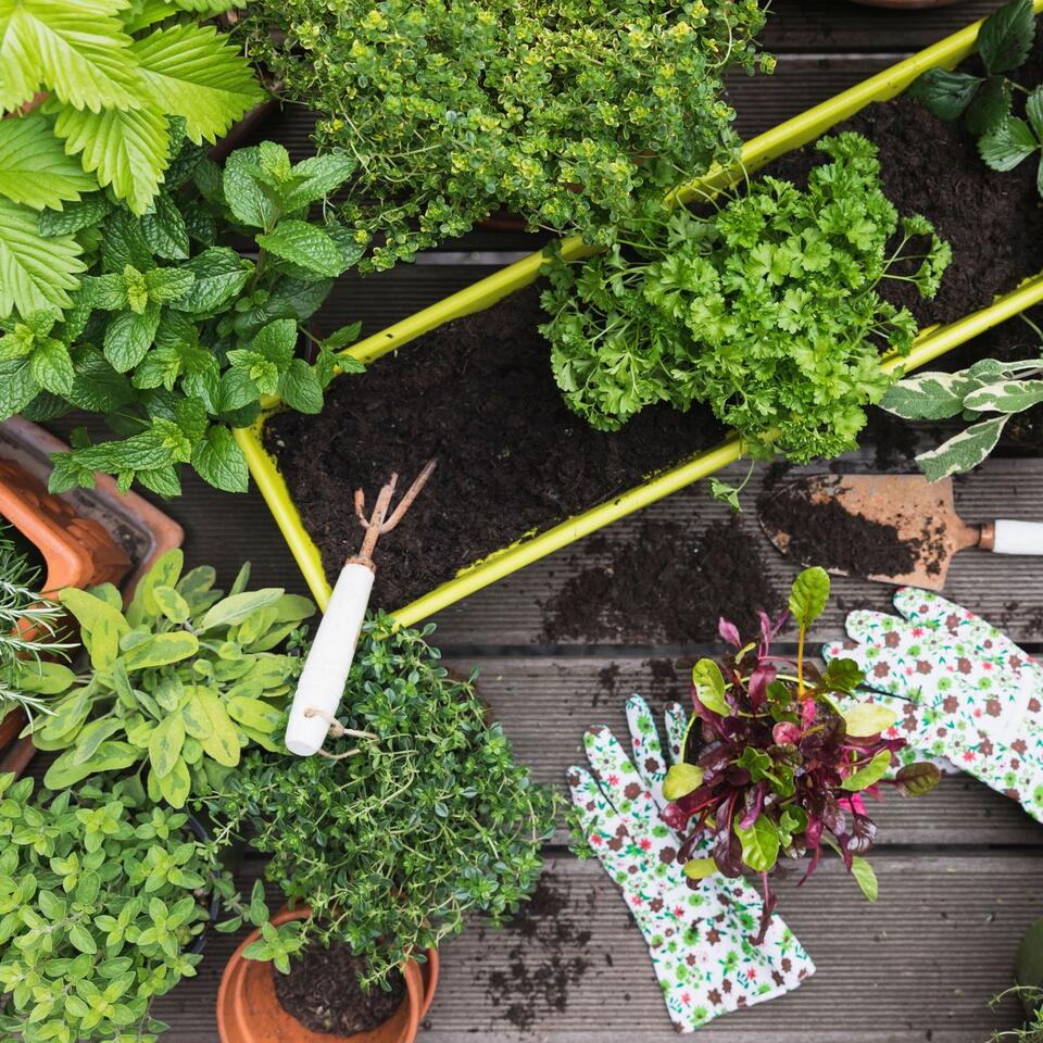 Late Summer Veggies: Sneaky Fall Harvest Hack