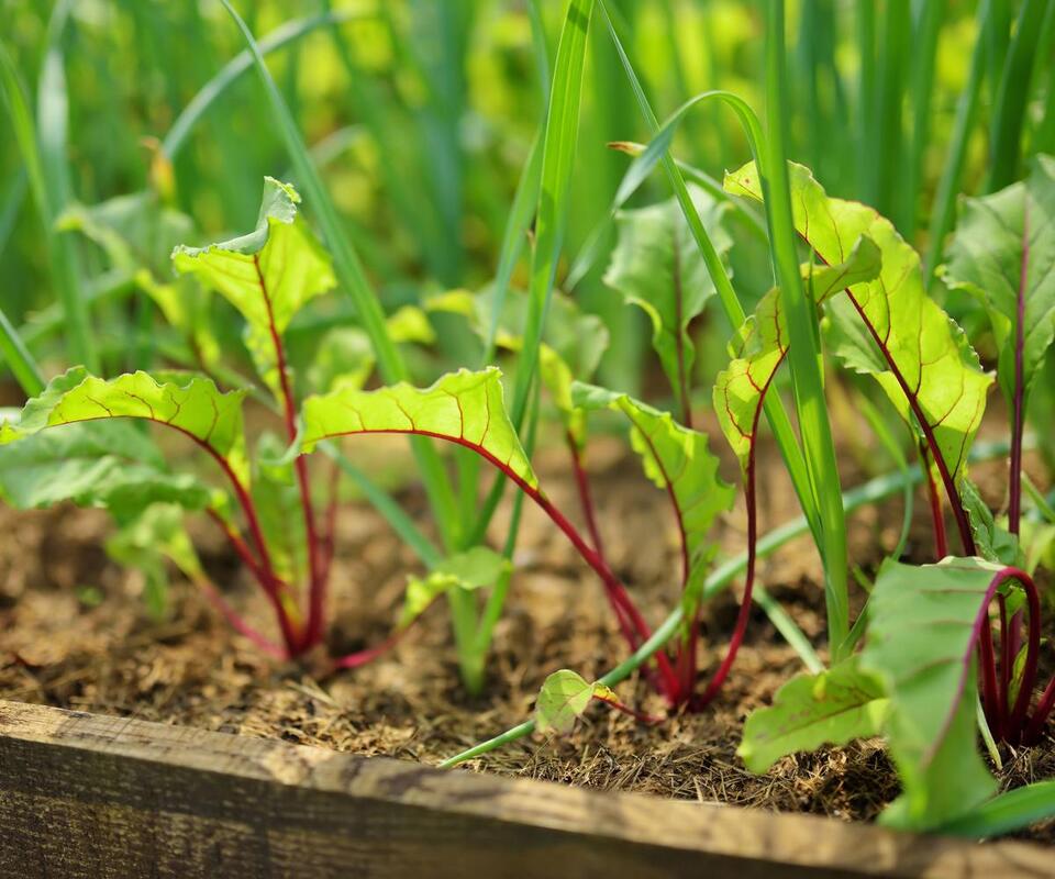 Late Summer Veggies: Sneaky Fall Harvest Hack