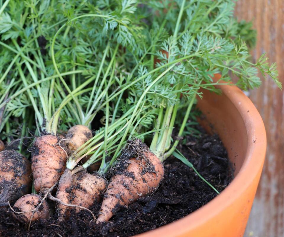 Late Summer Veggies: Sneaky Fall Harvest Hack