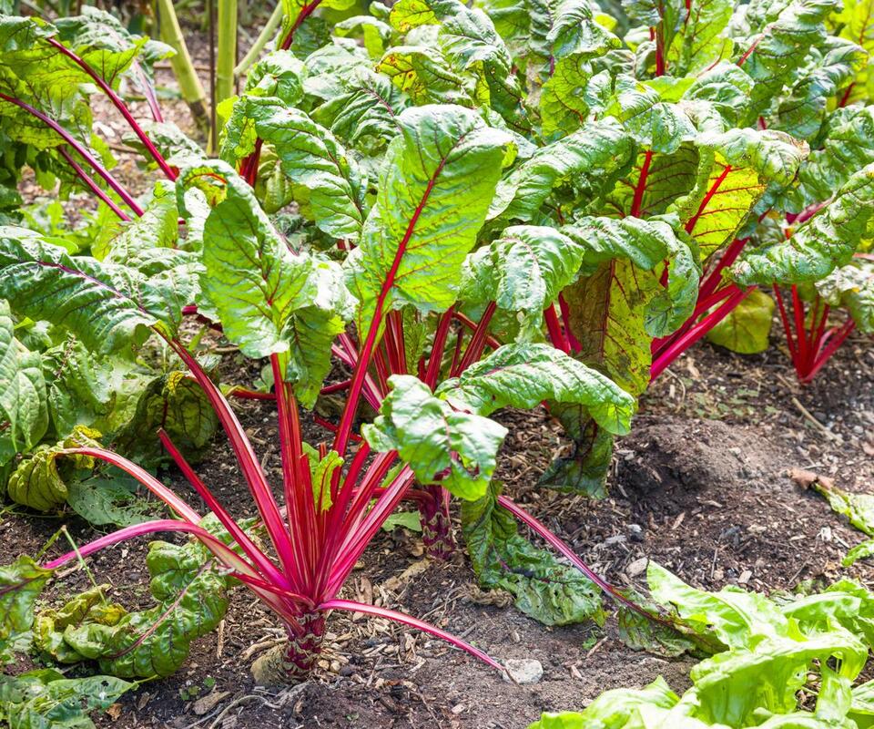 Late Summer Veggies: Sneaky Fall Harvest Hack