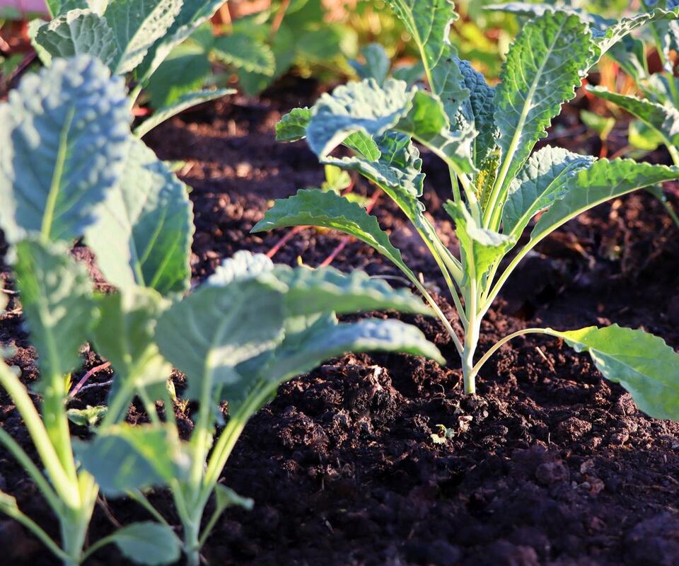 Late Summer Veggies: Sneaky Fall Harvest Hack