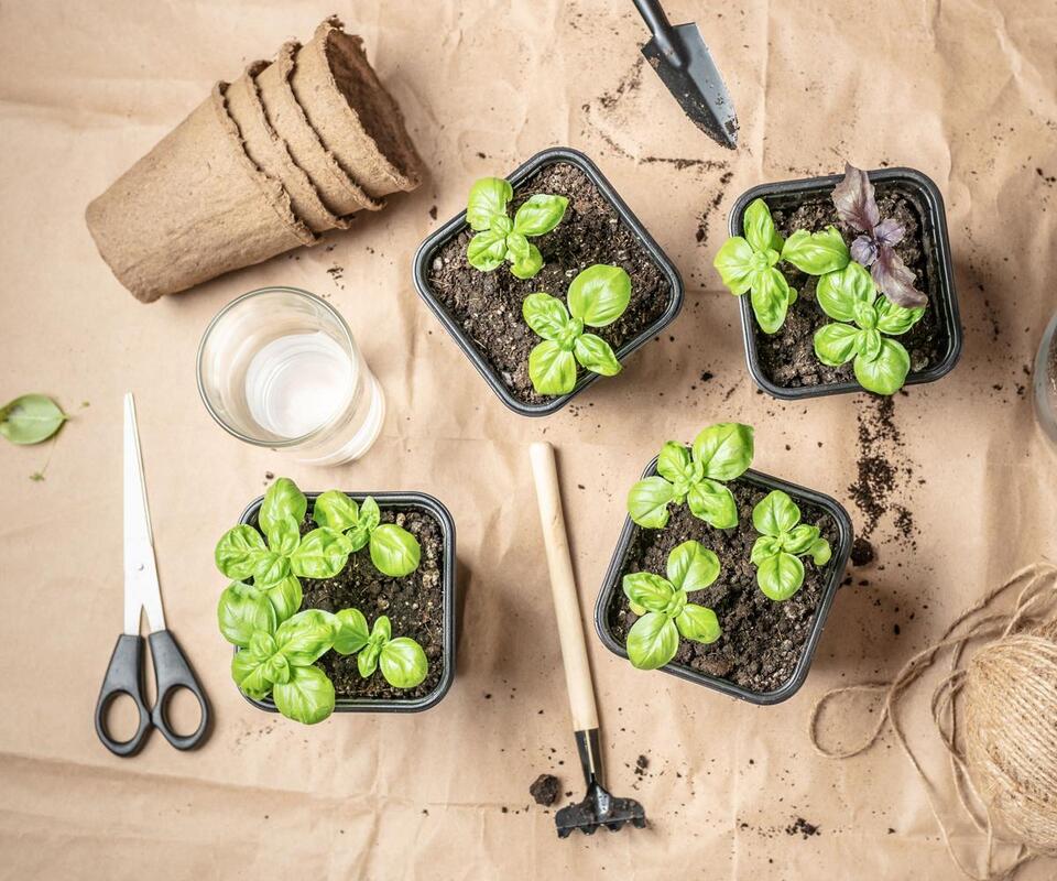 Late Summer Veggies: Sneaky Fall Harvest Hack