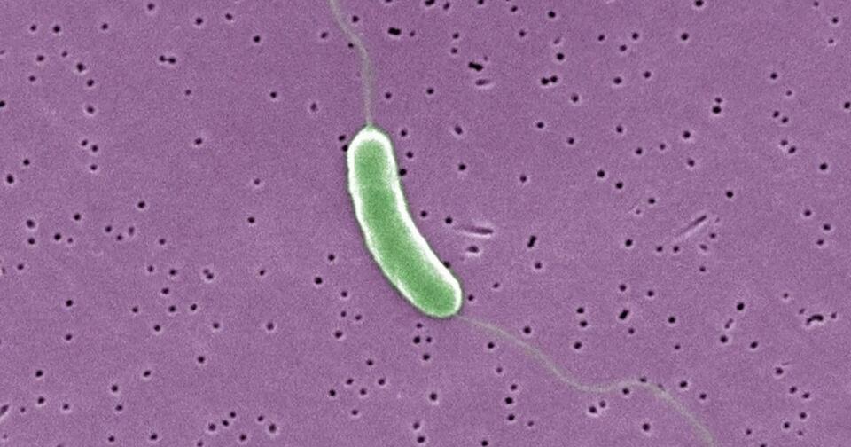 Outer Banks faces rising threat from flesh-eating bacteria