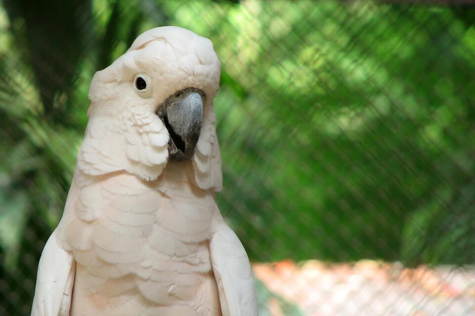 Cockatoo vs Dog Tail: Cutest Sibling Rivalry