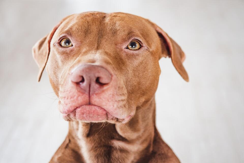 Pit Bull Throws Hilarious Burrito Tantrum
