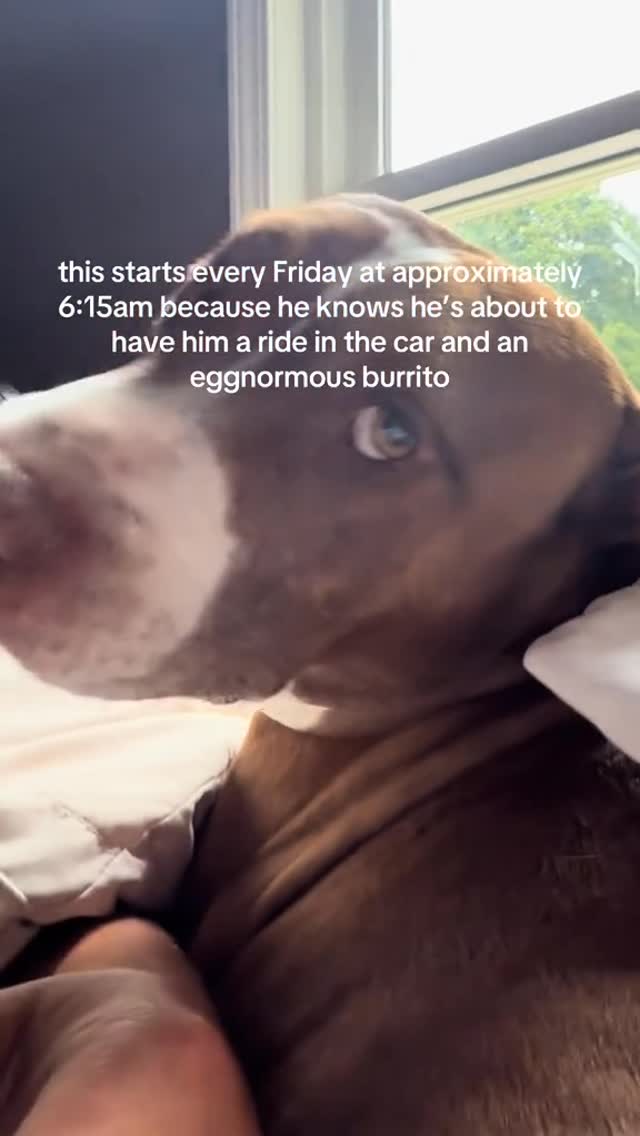 Pit Bull Throws Hilarious Burrito Tantrum