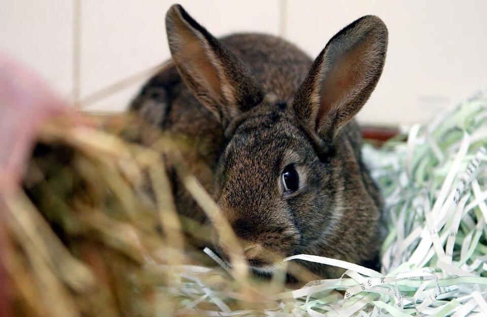 Zoo Wants Your Unwanted Pets (For Real)