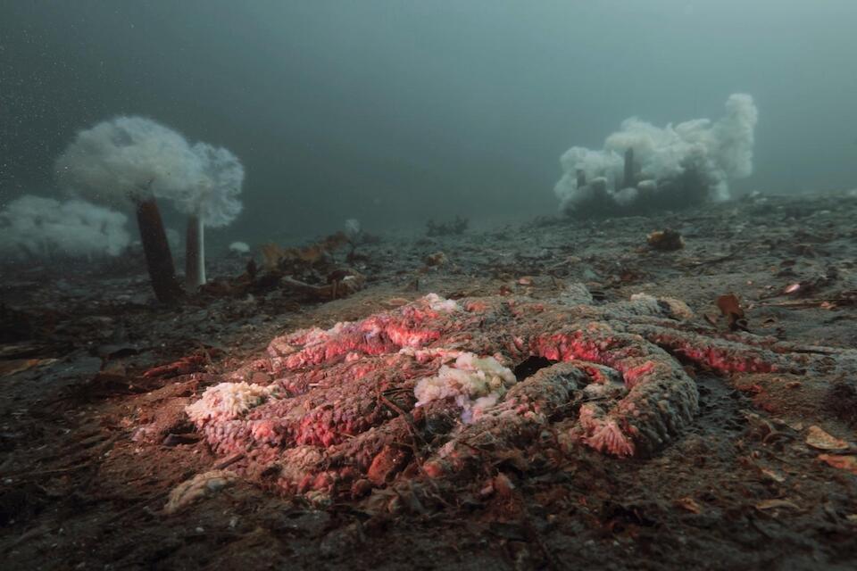 Sea Star Mass Die-Off Mystery Solved