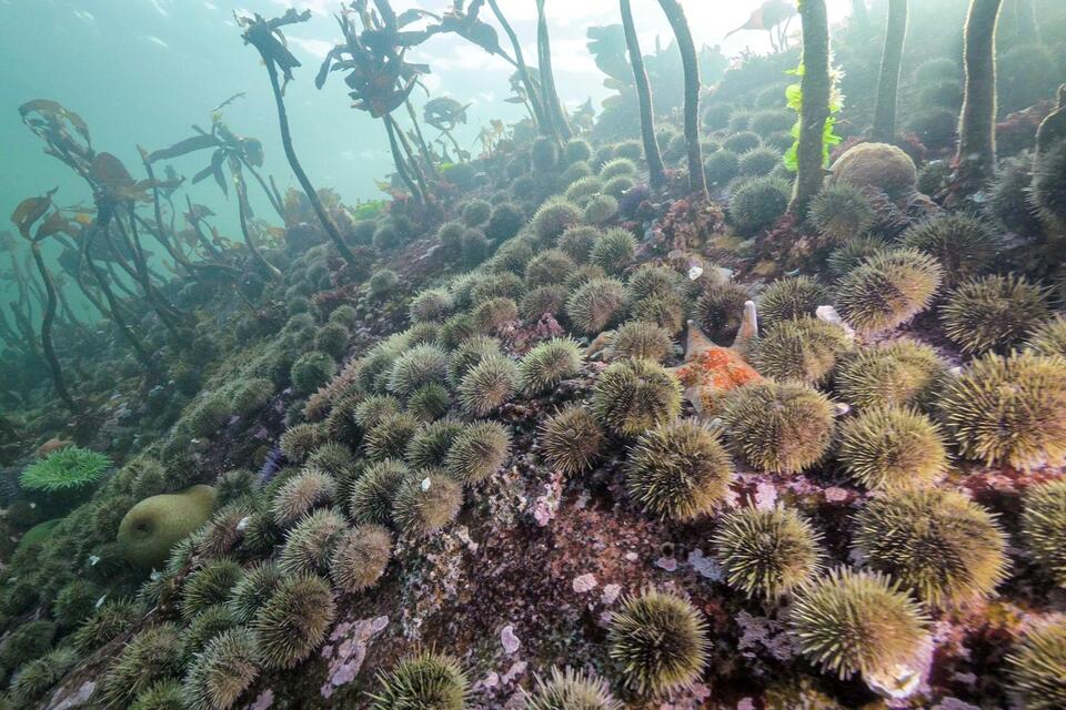 Sea Star Mass Die-Off Mystery Solved