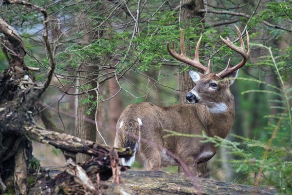 Why I stopped hunting the "obvious" spots