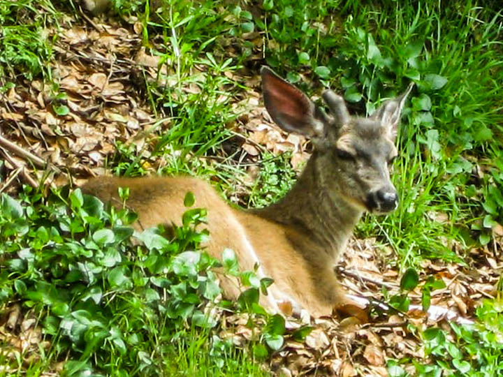 The only deer I ever had to knife