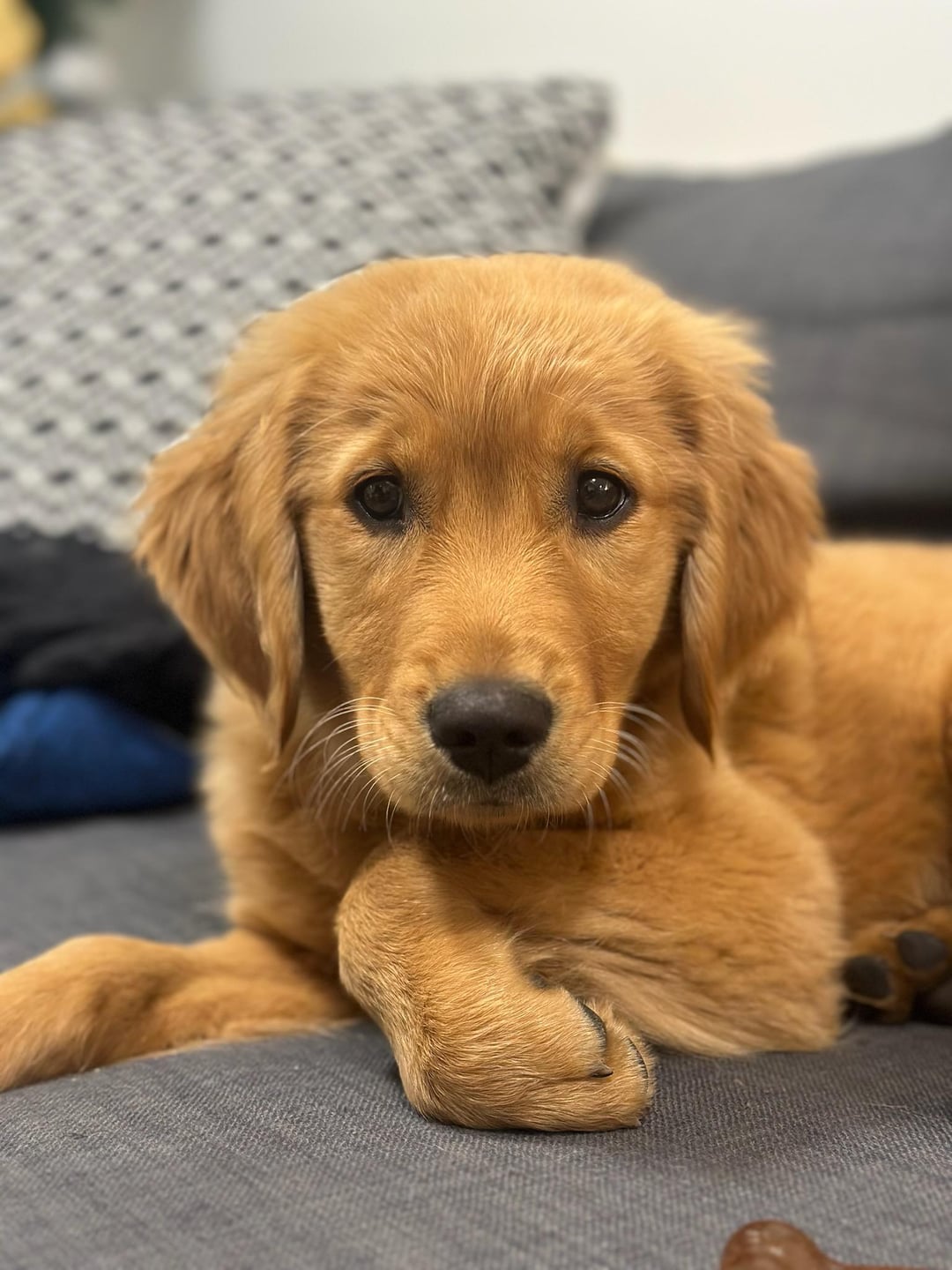 🐾 day 149 — she followed me room to room