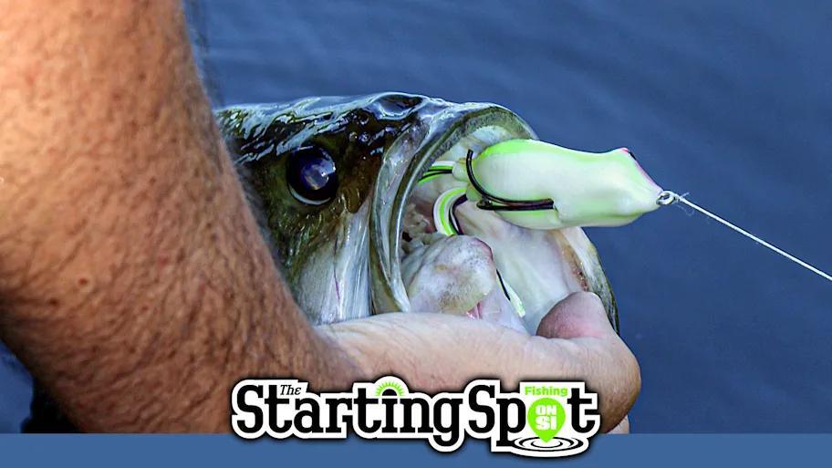 Did You See That 16.5lb Arizona Bass?!