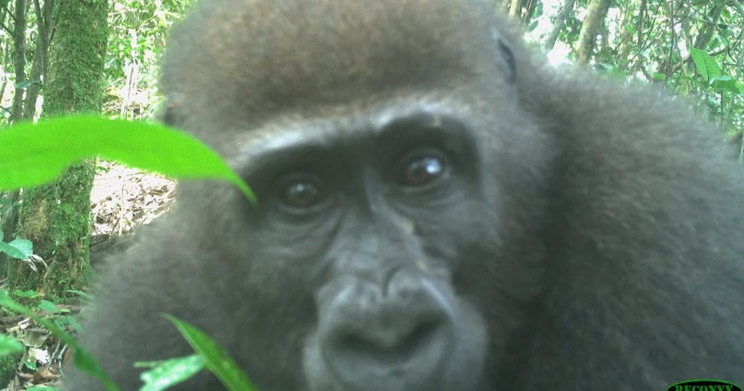 Rare Gorilla Caught on Camera!