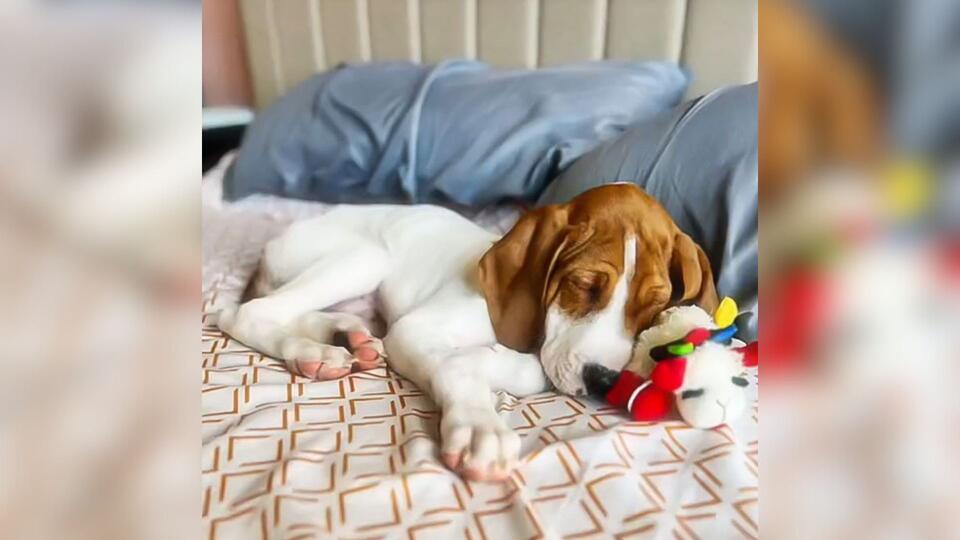 Maryland dog owner’s heartbreak turns to shock