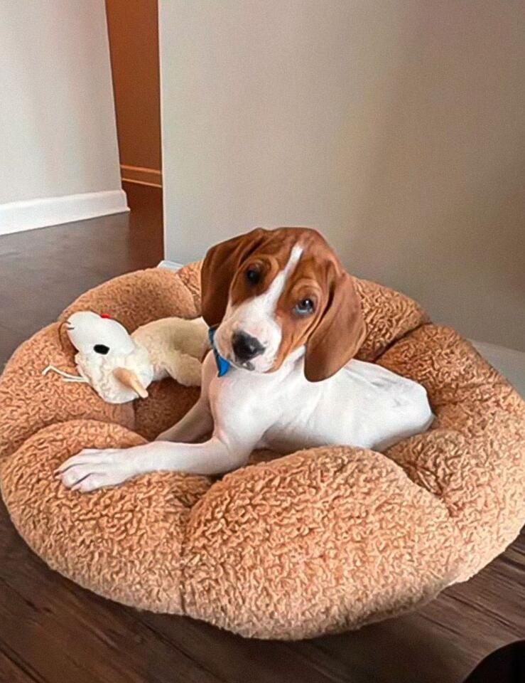Maryland dog owner’s heartbreak turns to shock