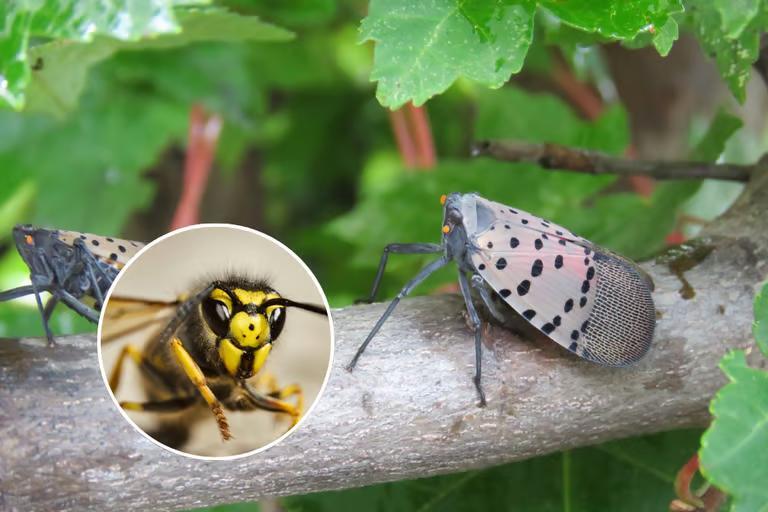 Long Island’s unlikely heroes in the lanternfly battle