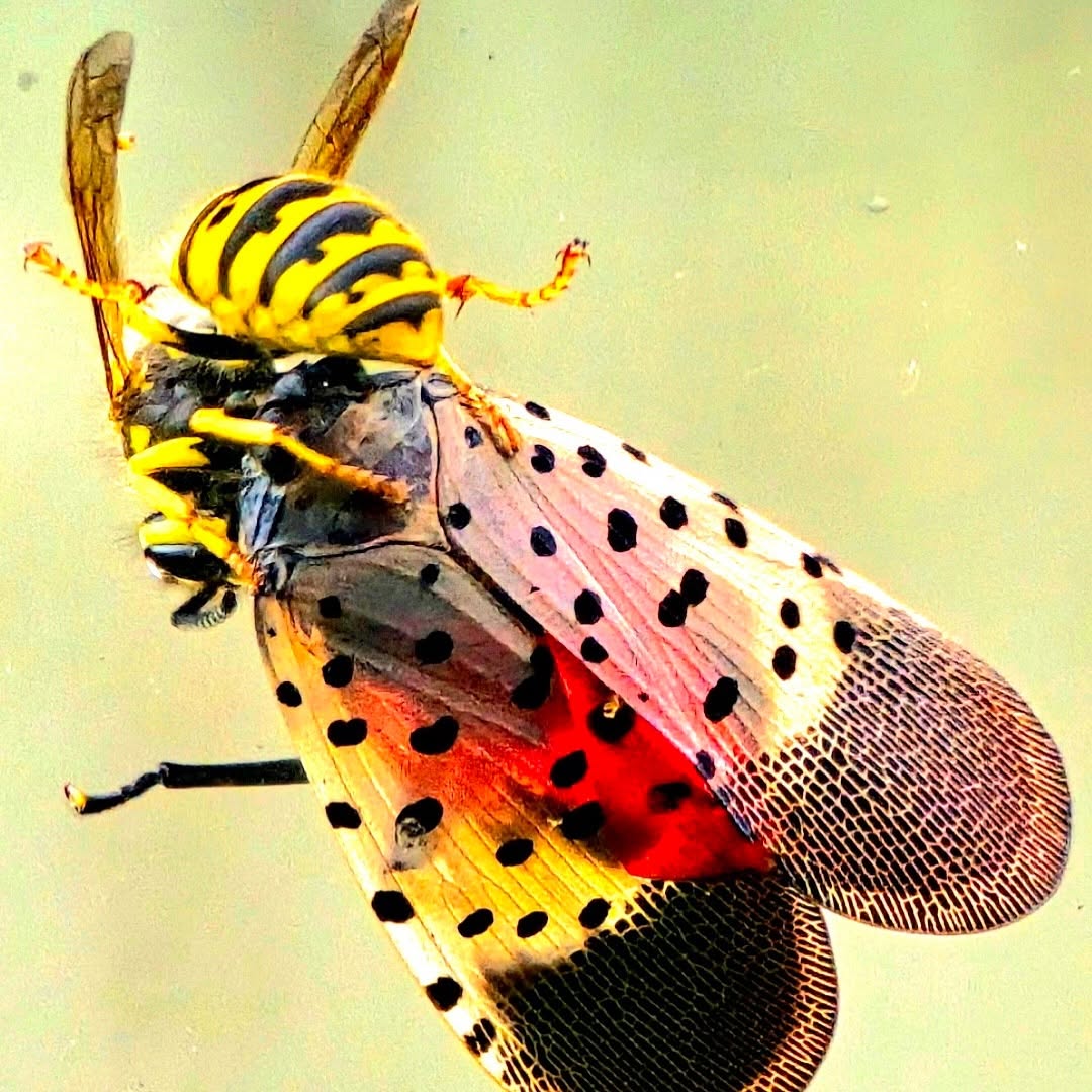 Long Island’s unlikely heroes in the lanternfly battle