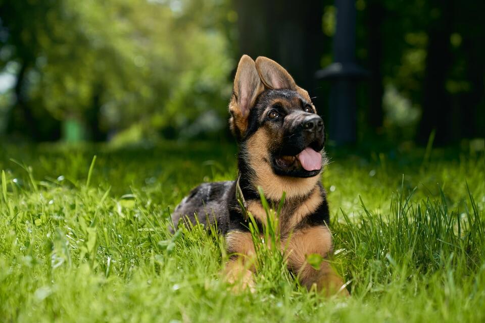 German Shepherd Puppy’s Sweetest Move Yet