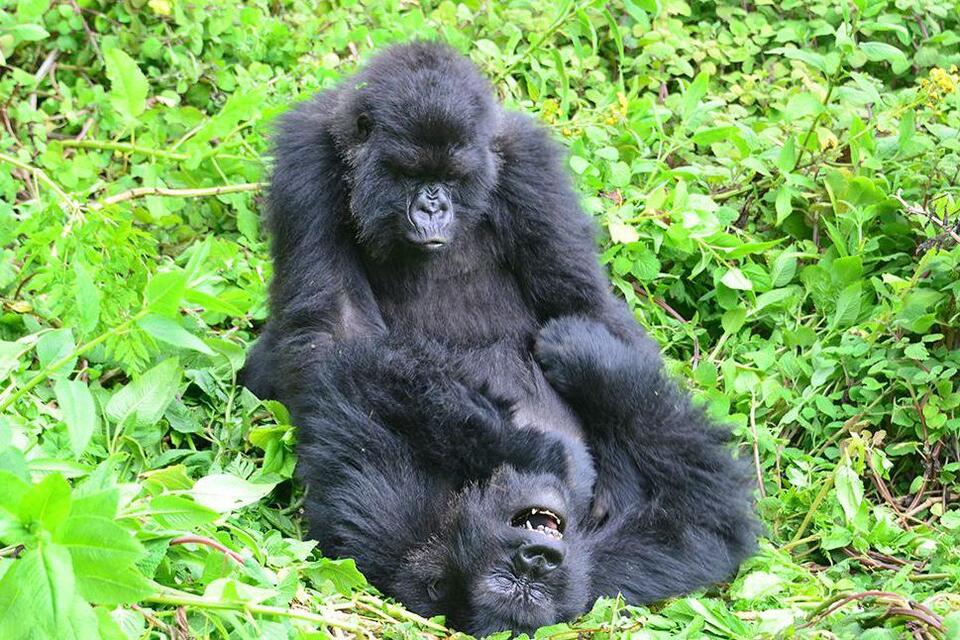 Gorilla BFFs Reunite After Years Apart