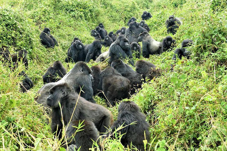 Gorilla BFFs Reunite After Years Apart