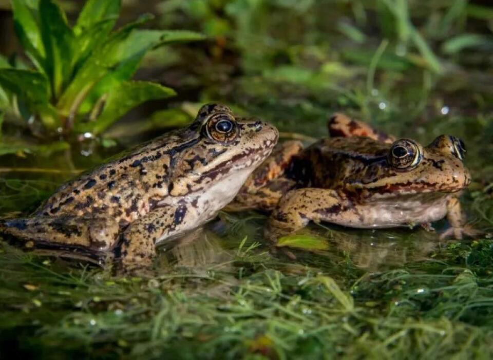 California frogs make a comeback after 30 years
