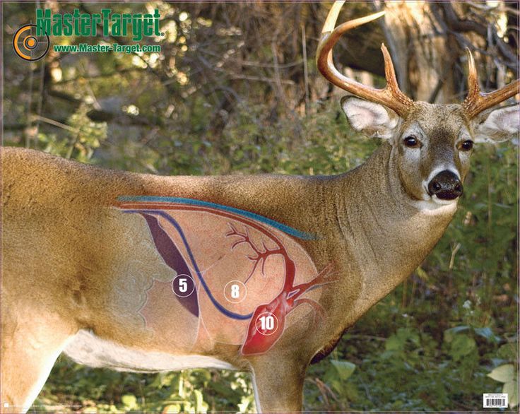 No such thing as a guaranteed deer bang-flop