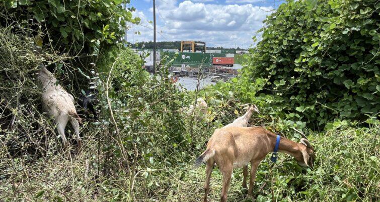 Goats Are the New Yard Crew?