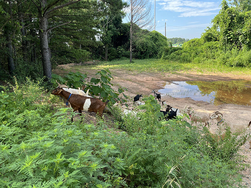 Goats Are the New Yard Crew?