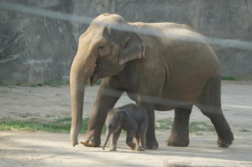 Columbus Zoo’s baby elephant steals the show