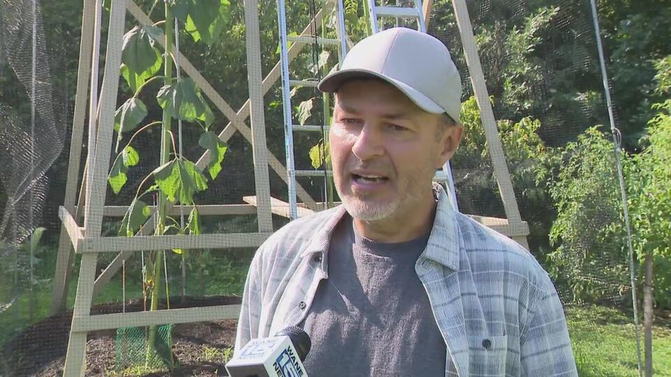 Fort Wayne’s giant sunflower could break world record
