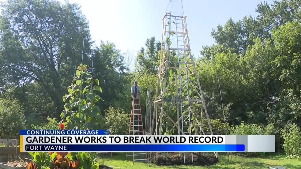 Fort Wayne’s sunflower is nearly a world record