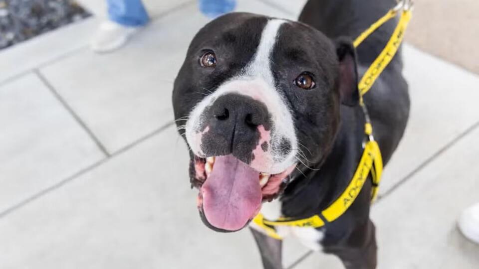 Indy shelter animals losing out after volunteer hour cuts